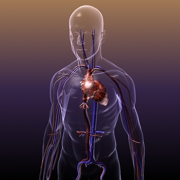 https://thenervoussystemperiodf.files.wordpress.com/2013/04/circulatory_system_heart_human_3d_model_free.jpg